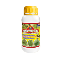 KING TROPICAL – LỚN TRÁI SẦU RIÊNG